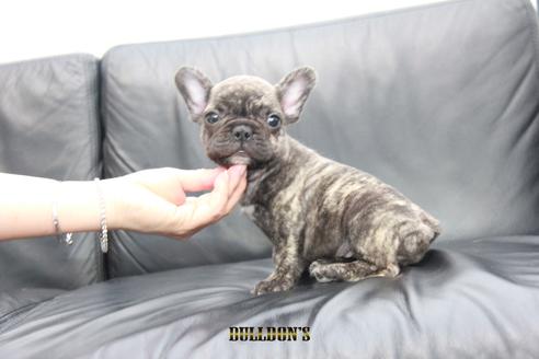 成約済の東京都のフレンチブルドッグ-101365の6枚目