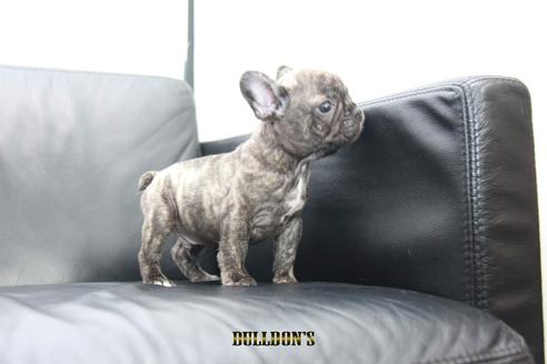 成約済の東京都のフレンチブルドッグ-101365の5枚目