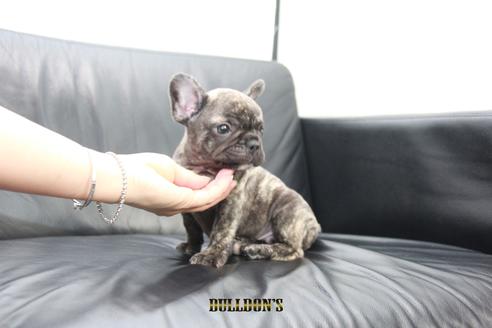 成約済の東京都のフレンチブルドッグ-101365の4枚目