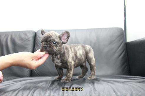 成約済の東京都のフレンチブルドッグ-101365の3枚目