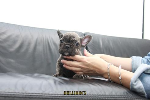 成約済の東京都のフレンチブルドッグ-101365の2枚目