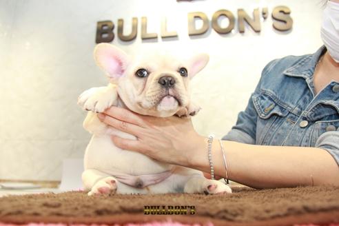 成約済の東京都のフレンチブルドッグ-101368の6枚目