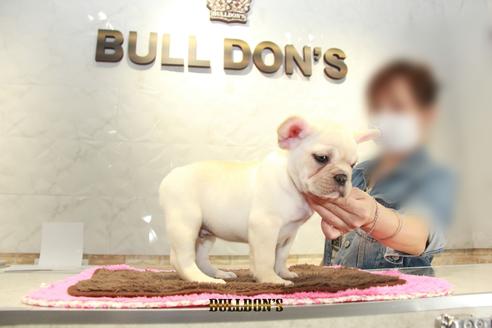 成約済の東京都のフレンチブルドッグ-101368の2枚目