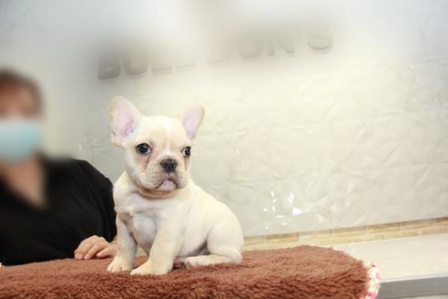 成約済の東京都のフレンチブルドッグ-101371の6枚目