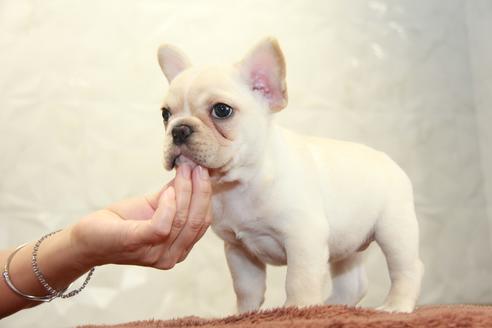 成約済の東京都のフレンチブルドッグ-101371の5枚目