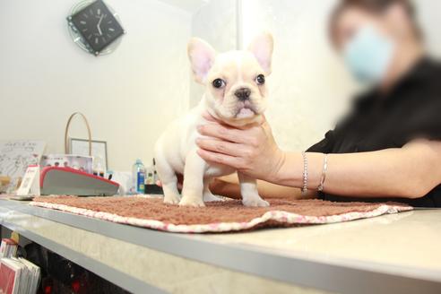 成約済の東京都のフレンチブルドッグ-101371の4枚目