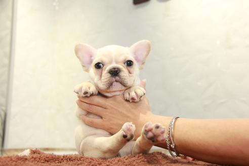 成約済の東京都のフレンチブルドッグ-101371の2枚目