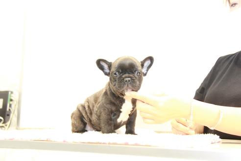 成約済の東京都のフレンチブルドッグ-101378の1枚目