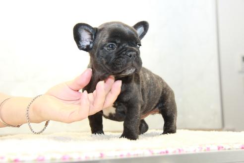成約済の東京都のフレンチブルドッグ-101378の7枚目