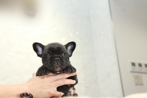 成約済の東京都のフレンチブルドッグ-101378の6枚目