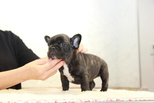 成約済の東京都のフレンチブルドッグ-101378の5枚目