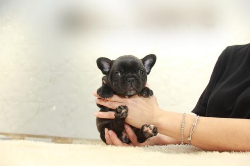 成約済の東京都のフレンチブルドッグ-101378の4枚目