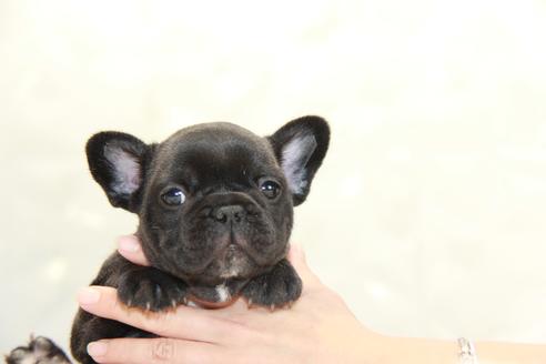 成約済の東京都のフレンチブルドッグ-101378の2枚目