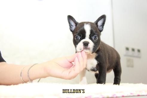 成約済の東京都のボストンテリア-101380の6枚目