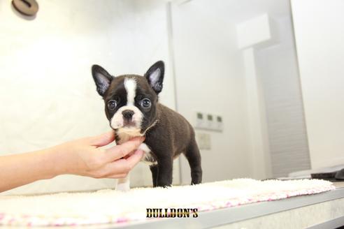 成約済の東京都のボストンテリア-101380の5枚目