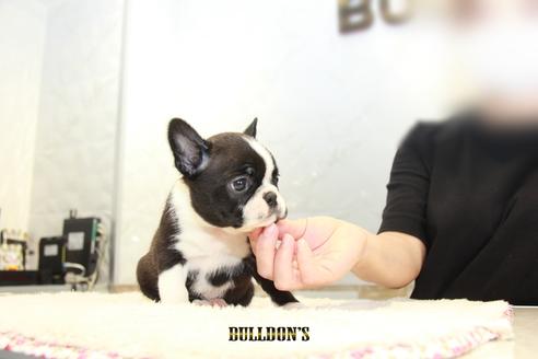 成約済の東京都のボストンテリア-101380の4枚目