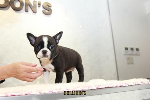 成約済の東京都のボストンテリア-101380の2枚目