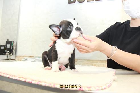 成約済の東京都のボストンテリア-101382の1枚目