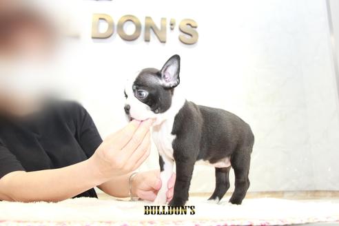 成約済の東京都のボストンテリア-101382の5枚目