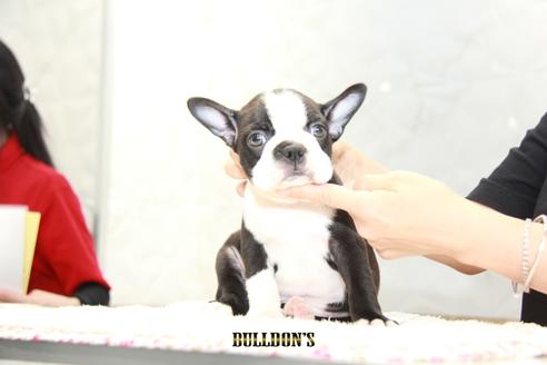 成約済の東京都のボストンテリア-101382の4枚目