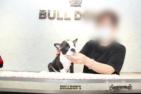 成約済の東京都のボストンテリア-101382の2枚目