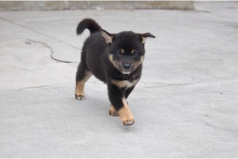 成約済の埼玉県の柴犬-101403の5枚目