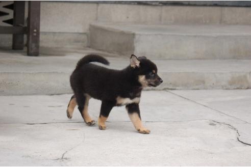 成約済の埼玉県の柴犬-101403の4枚目