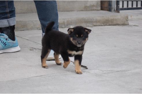 成約済の埼玉県の柴犬-101403の3枚目