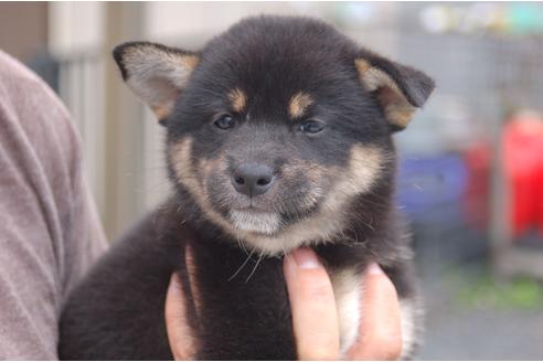 成約済の埼玉県の柴犬-101403の2枚目