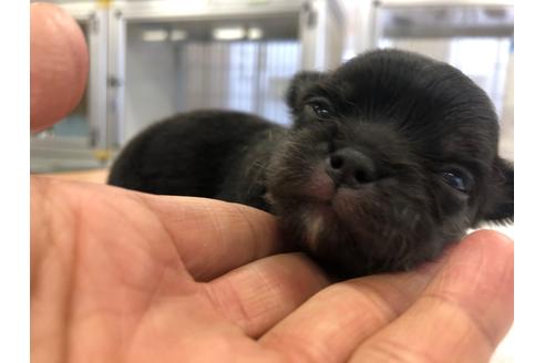 成約済の愛知県のチワワ(ロングコート)-101411の8枚目