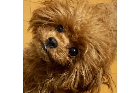 成約済の広島県のタイニープードル-93658の2枚目