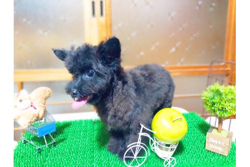 成約済の愛知県のチワプー:チワワ×トイプードル-77933の3枚目