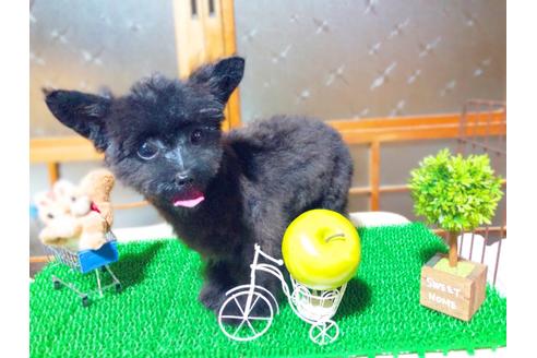 成約済の愛知県のチワプー:チワワ×トイプードル-77933の2枚目