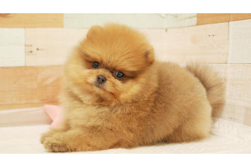 成約済の福岡県のポメラニアン-101431の1枚目