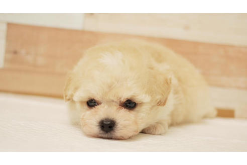 成約済の福岡県のトイプードル-101433の1枚目