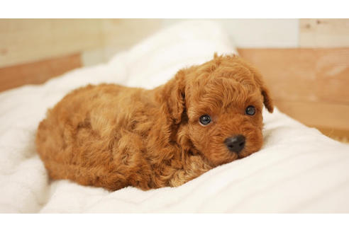 成約済の福岡県のトイプードル-101434の1枚目