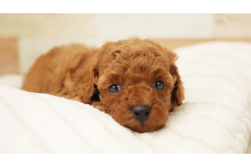 成約済の福岡県のトイプードル-101435の1枚目