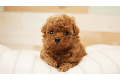 成約済の福岡県のトイプードル-101436の1枚目