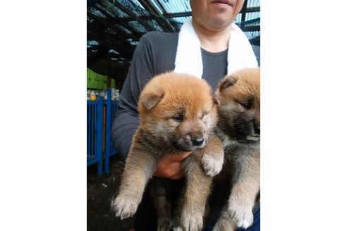 成約済の三重県の柴犬-101440の1枚目