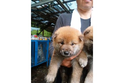 成約済の三重県の柴犬-101440の3枚目