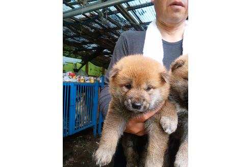 成約済の三重県の柴犬-101440の2枚目