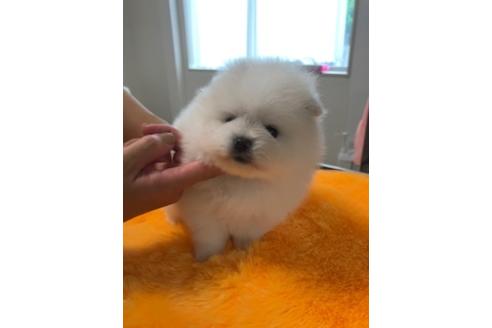 成約済の香川県のポメラニアン-99784の3枚目