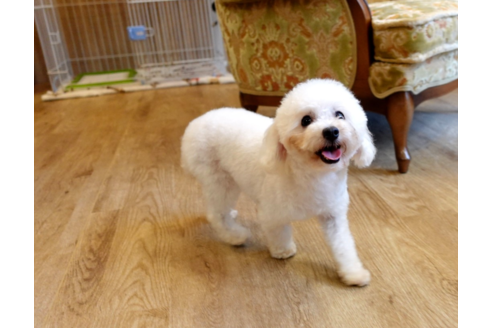 滋賀県のタイニープードル 男の子 19 02 24生まれ 目がクリクリでかわいいホワイトの男の子です 子犬id ブリーダーナビ
