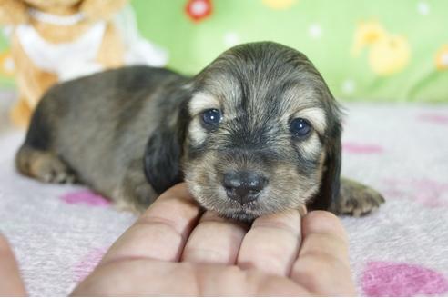 成約済の兵庫県のミニチュアダックスフンド(ロングヘアード)-101463の2枚目