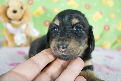 成約済の兵庫県のカニンヘンダックスフンド(ロングヘアード)-101470の1枚目