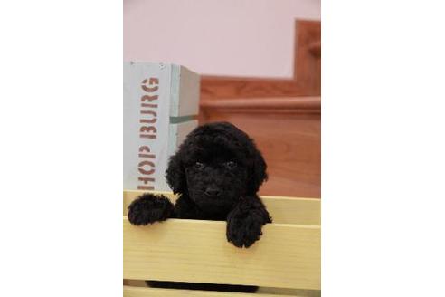 上神田千秋ブリーダーのスタンダードプードルの子犬