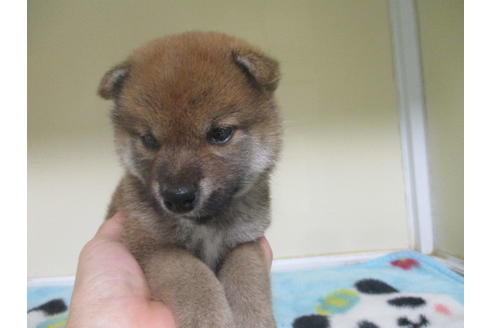 成約済の岡山県の柴犬-100191の5枚目