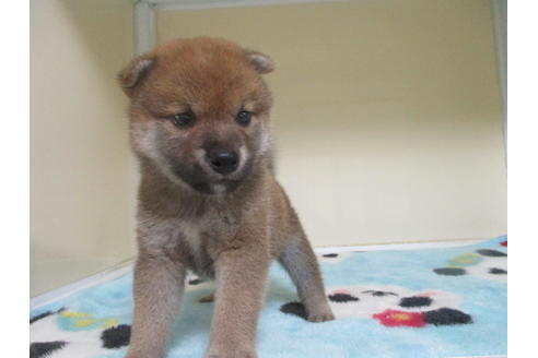 成約済の岡山県の柴犬-100191の4枚目