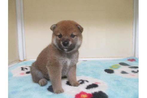 成約済の岡山県の柴犬-100191の3枚目