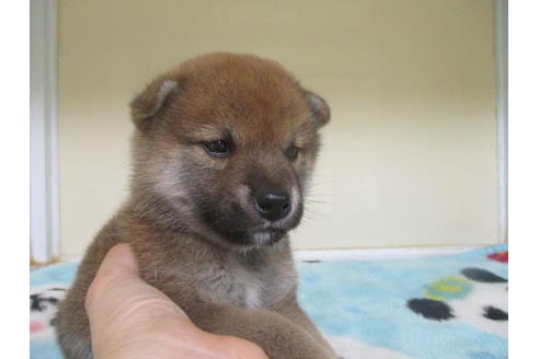 成約済の岡山県の柴犬-100191の2枚目